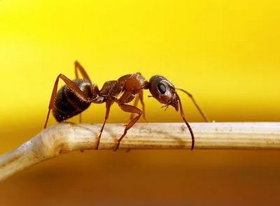Уничтожение муравьев Реутов